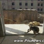 گرگ در دانشگاه پیام نور میاندوآب
