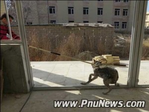 گرگ در دانشگاه پیام نور میاندوآب