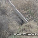 گرگ در دانشگاه پیام نور میاندوآب